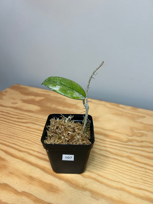 107. Hoya Carnosa Wilbur Graves China