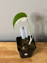 Load image into Gallery viewer, 98. Monstera Deliciosa Albo Variegated