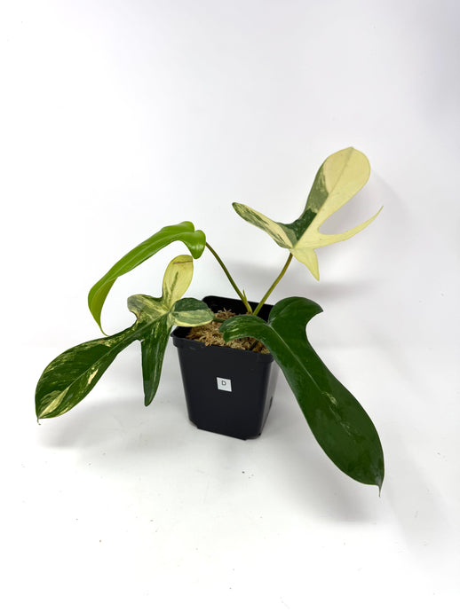 Philodendron Florida Beauty D