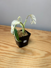 Load image into Gallery viewer, 124. Monstera Adansonii Variegated