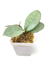 Load image into Gallery viewer, Hoya Carnosa ‘Nova Ghost’