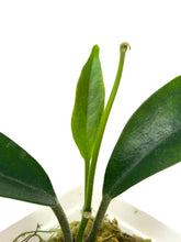 Load image into Gallery viewer, Hoya Albiflora