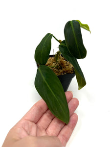 Philodendron Gigas