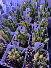 Load image into Gallery viewer, Acanthocereus Tetragonus ‘Fairy Castle Cactus’ Variegated (Ships within Canada only)