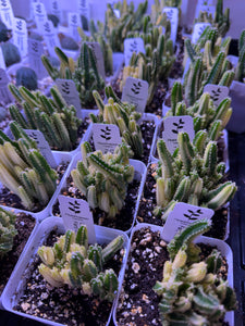 Acanthocereus Tetragonus ‘Fairy Castle Cactus’ Variegated (Ships within Canada only)