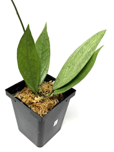 Hoya Germany Silver C