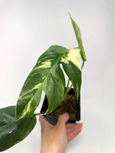 Load image into Gallery viewer, Epipremnum Pinnatum Albo Variegated