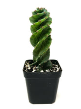 Load image into Gallery viewer, Cereus Forbesii cv. Spiralis &#39;Spiral Cactus&#39; Small Size (Ships within Canada only)