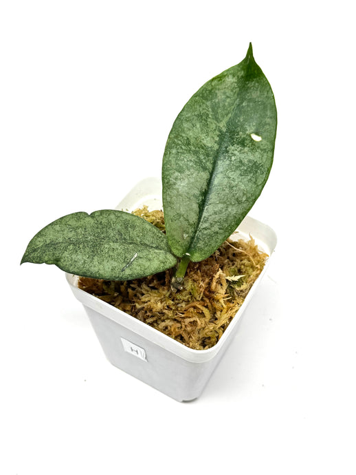 Hoya Mitrata Silver H