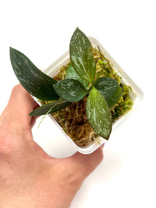 Hoya Biakensis Splash