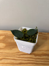 Load image into Gallery viewer, 31. Hoya Inflata