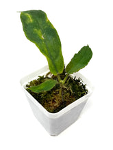 Load image into Gallery viewer, Hoya Undulata Green Leaves