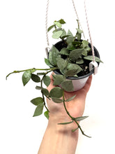 Load image into Gallery viewer, Hoya Lacunosa Super Silver (Hanging Basket)