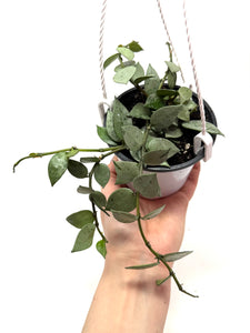 Hoya Lacunosa Super Silver (Hanging Basket)