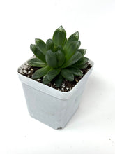 Load image into Gallery viewer, Haworthia Hanabi