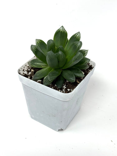 Haworthia Hanabi