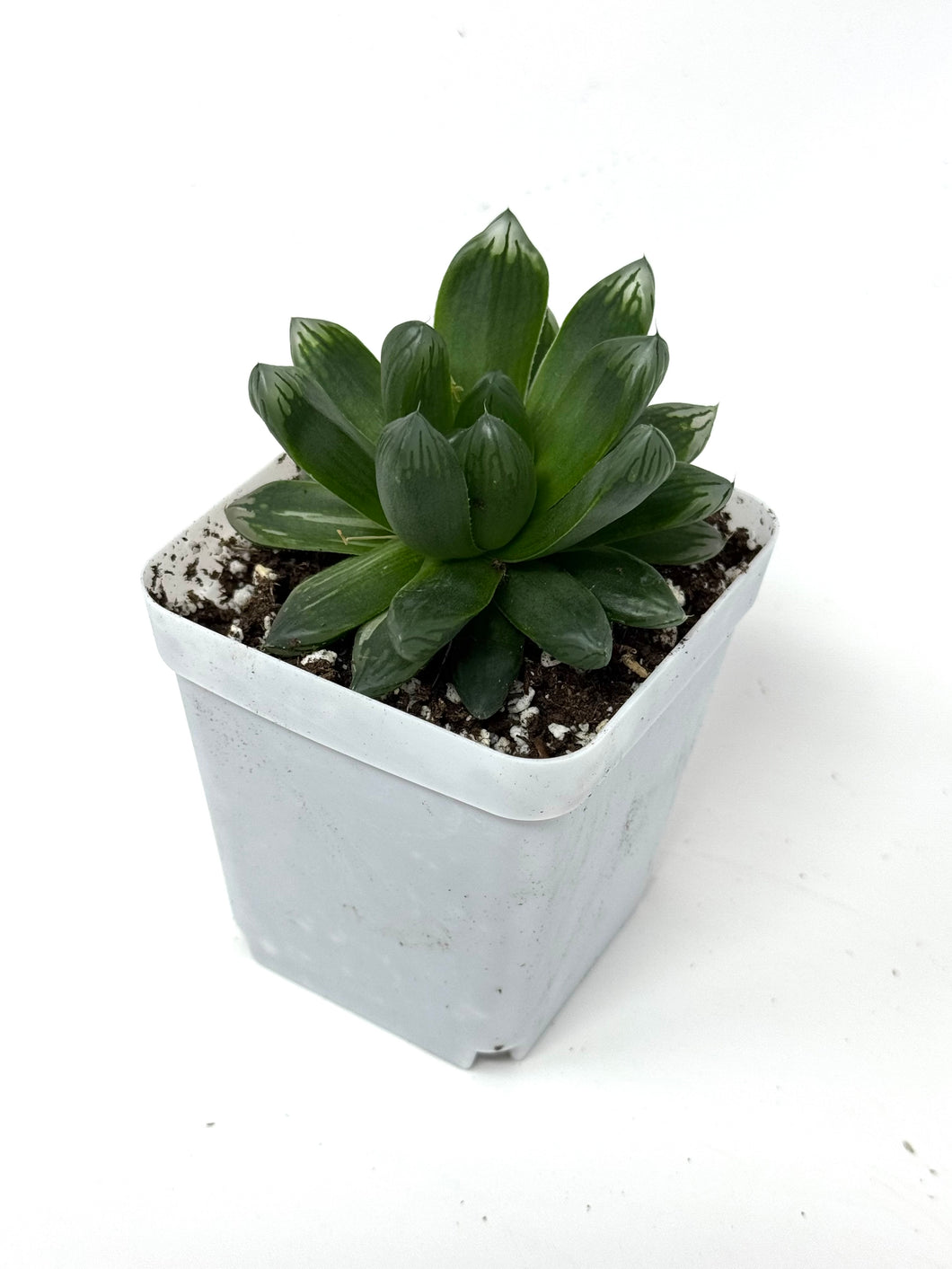 Haworthia Hanabi