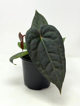 Load image into Gallery viewer, Anthurium Luxurians Dark Form