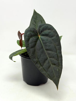 Anthurium Luxurians Dark Form