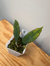 Load image into Gallery viewer, 180. Hoya Finlaysonii ‘Black Leaves’ Splash