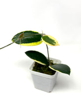 Load image into Gallery viewer, Hoya Acuta Albo Variegated