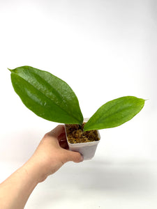 Hoya Lambii