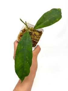 Hoya Perak Teddy Bear