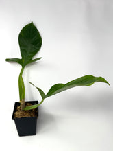 Load image into Gallery viewer, Philodendron Applanatum