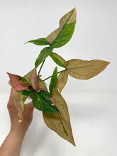 Load image into Gallery viewer, Syngonium Tricolour ‘Red Spot’