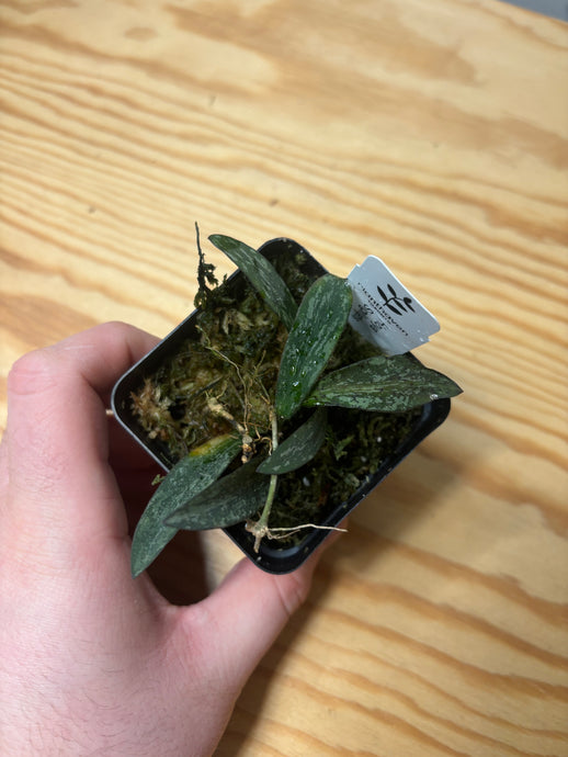 356. Hoya Sigillatis