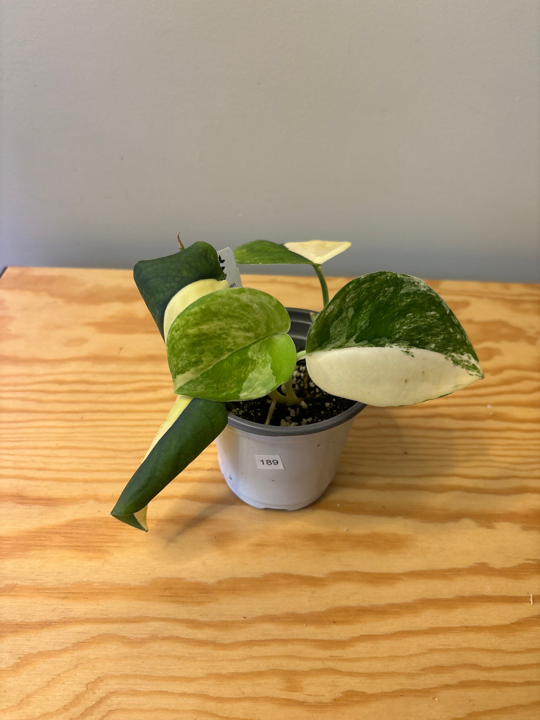 189. Scindapsus Jade Satin Variegated