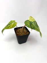 Load image into Gallery viewer, Philodendron Gloriosum Variegated G