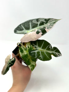 Alocasia Bambino Pink Variegated E