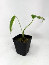 Load image into Gallery viewer, Monstera Deliciosa Albo Variegated P