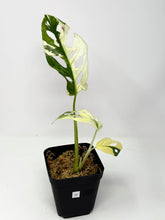 Load image into Gallery viewer, Monstera Adansonii Variegated H