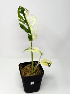 Monstera Adansonii Variegated H