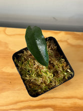 Load image into Gallery viewer, 40. Hoya sp.
