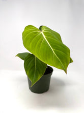 Load image into Gallery viewer, Philodendron Gloriosum