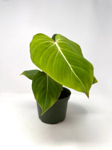 Philodendron Gloriosum