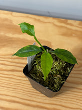 Load image into Gallery viewer, 135. Hoya Decipulae