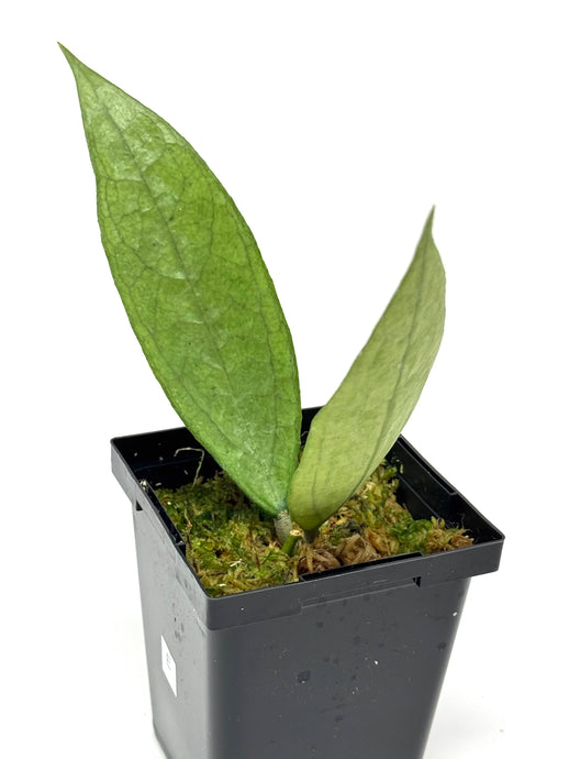 Hoya Germany Silver E
