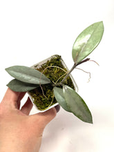 Load image into Gallery viewer, Hoya Wilbur Graves Silver B