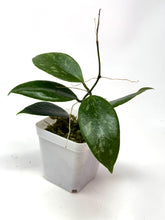 Load image into Gallery viewer, Hoya Ally (Memoria x IR26)