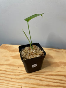217. Amydrium Medium