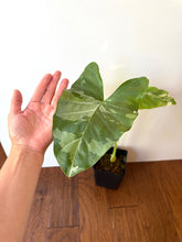 Load image into Gallery viewer, Alocasia Maccrorhiza Variegated B
