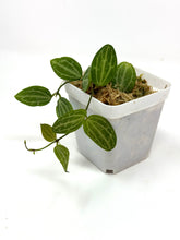 Load image into Gallery viewer, Dischidia Ovata