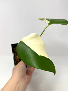 Monstera Deliciosa Albo Variegated H