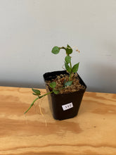 Load image into Gallery viewer, 117. Hoya Lacunosa