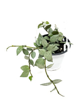 Load image into Gallery viewer, Hoya Lacunosa Super Silver (Hanging Basket)