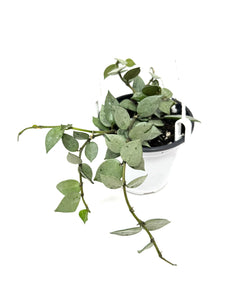 Hoya Lacunosa Super Silver (Hanging Basket)